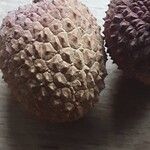 Litchi chinensis Fruit