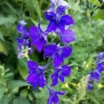 Delphinium ajacisΛουλούδι