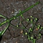 Psychotria alatipes 果実