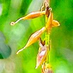 Carex pulicaris Flower