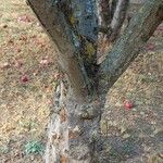 Malus domestica ᱪᱷᱟᱹᱞᱤ