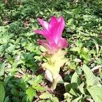 Curcuma aromatica Leaf