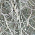 Tillandsia usneoides List