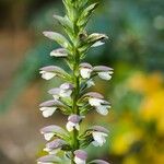 Acanthus mollisBlomst