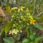 Mussaenda arcuata Flower