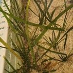 Vallisneria spiralis 整株植物