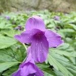 Cardamine glanduligera Flors