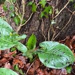 Arum maculatum Foglia