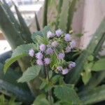 Ageratum conyzoides Лист