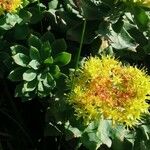 Rhodiola rosea পাতা