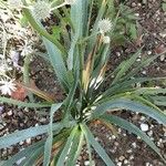 Eryngium yuccifolium Vekstform