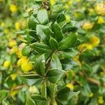 Berberis verruculosa Leaf