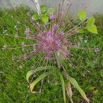 Allium schubertii പുഷ്പം