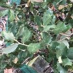 Quercus rotundifolia Leaf