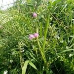 Vicia sativaBlüte