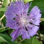 Lomelosia caucasica Blüte