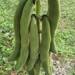 Mucuna pruriens Hedelmä