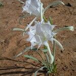Pancratium trianthum Květ