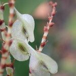 Reynoutria japonica Fruit