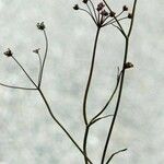 Bunium ferulaceum Habitatea
