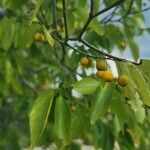 Celtis africana Frukt