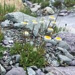 Leucanthemopsis alpina Květ
