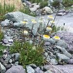 Leucanthemopsis alpina 花