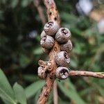 Melaleuca rugulosa Fruit