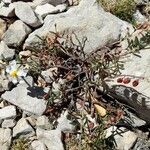 Helianthemum apenninum Habit