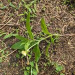 Oenothera laciniata Blatt