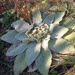 Verbascum boerhavii List