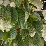 Carpinus betulus পাতা