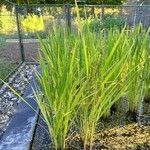 Oryza sativa Vekstform