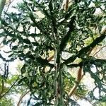 Euphorbia dawei Hoja