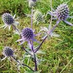 Eryngium planum Habit