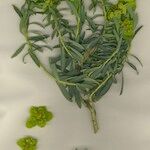Euphorbia squamigera Habit