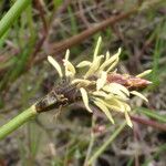 Eleocharis multicaulis Flor