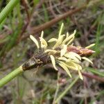 Eleocharis multicaulis Kwiat