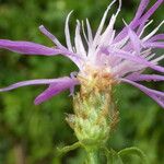 Centaurea jaceaFlor