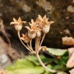 Primula hirsuta ഫലം