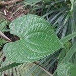 Dioscorea bulbifera Ліст