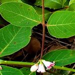 Apocynum androsaemifolium Flower