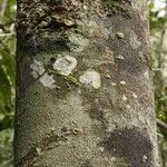 Macoubea guianensis Кора