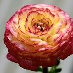 Ranunculus asiaticus autre