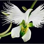 Pecteilis radiata Квітка
