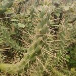 Austrocylindropuntia cylindrica Blad