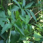 Sanicula canadensis Hábito