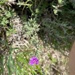 Gutenbergia cordifolia Floro