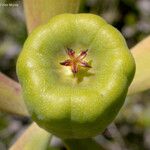 Darlingtonia californica Frukt