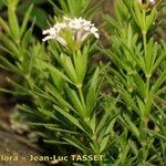 Asperula hirta Other